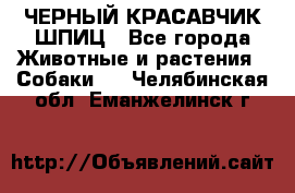 ЧЕРНЫЙ КРАСАВЧИК ШПИЦ - Все города Животные и растения » Собаки   . Челябинская обл.,Еманжелинск г.